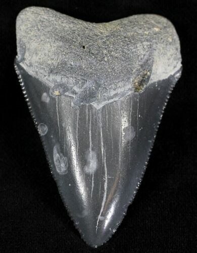 Serrated, Grey Bone Valley Megalodon Tooth #21561